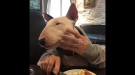 Piglets Breakfast Time