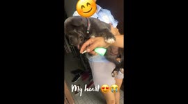 Beautiful eyes pitbull