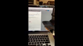 Dog Chasing Cursor