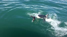 That was close! Seal narrowly escapes great white shark’s jaws