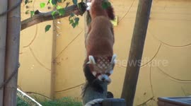 Zookeepers thrilled after rare baby red panda born
