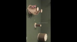 Hairless cat performs strange series of acrobatics on 'home gym'