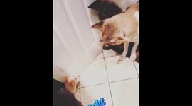 Tiny pup scares full-grown Akita dog