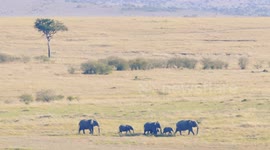 African elephant family walking in Maasai Mara National Reserve, Kenya