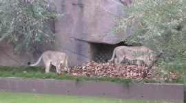 Pumkin-spiced lions at ZLS London Zoo's