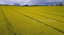 Devon Rape Seed Fields
