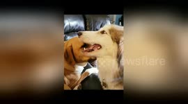 Sage the pup has no concept of personal space