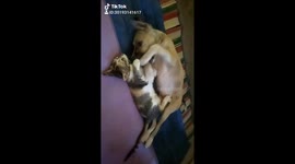 Funny cat and dog