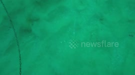 Divers retrieve shiny drum from 100ft deep and are suddenly surrounded by sharks