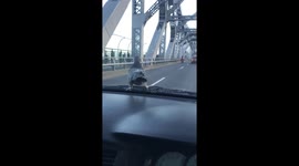Bird surfs on windscreen while driving along in Brisbane
