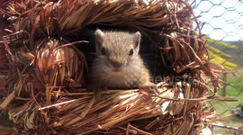 Baby Squirrel sitting in her nest