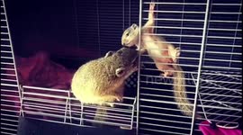 Baby Squirrel being curious to play