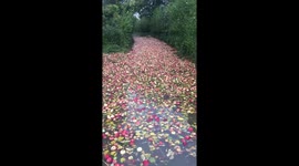 Thousands of Apples Washed into River Wye During Storm Callum