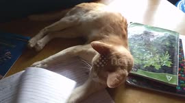 My cat not letting me to study