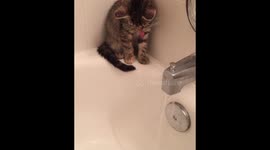 Kitten contemplates first bath