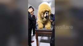 This giant Tibetan mastiff in eastern China looks just like a lion