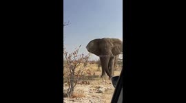 Tourists in terror as angry African elephant charges their car in Namibia