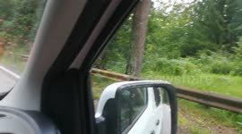 Bears next to road