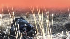 Cat gets too curious!! These are big cats!!!!!! Amazing behavior!!