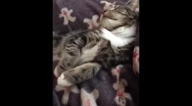 Phoebe The Kitten Dreaming