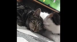 Phoebe the kitten enjoying being cleaned by her big sister Tilly