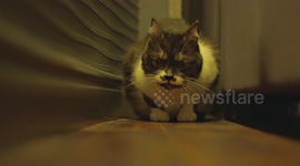 Cat walking toward the camera with epic style.