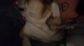 Cuddling, not playing