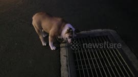 Adorable bulldog is convinced something is lurking beneath these drain covers