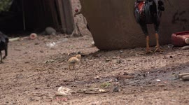 Cute hop along chicken.