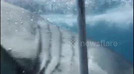 I just got high-fived by a great white shark