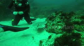 Deadly Marble Electric Ray passes inches from divers