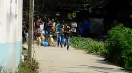 Mayhem on camera as people stumble chasing goats in India