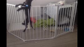 Dog performs expert jailbreak from playpen
