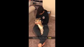 This corgi is very unamused by his owner's Bohemian Rhapsody a capella rendition