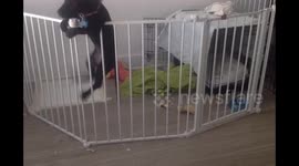Dog performs expert jailbreak from playpen