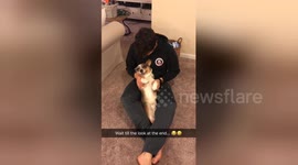 Newsflare Edit - This corgi is very unamused by his owner's Bohemian Rhapsody a capella rendition