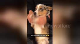 This corgi is very unamused by his owner's Bohemian Rhapsody a capella rendition