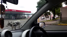 Hilarious cow strolls in front of line of awaiting traffic... Only in Africa