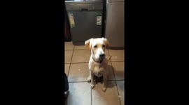 Labrador Love cuteness overload