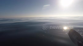 Kayaking with Dolphins