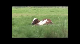 Prize cow assisted with birth of first calf