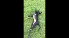 Dog rolling around in grass