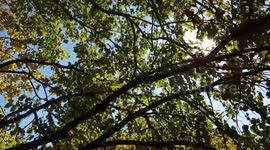 Bright Sun Thru Fall Leaves