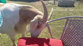 Goat uses sharp end of metal chair to perform acupressure