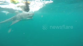 White shark boops the GoPro