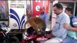 Bizzare moment Monkey sits on top of motor bike & sniff petrol in India