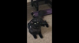 Cat Learns she is adopted