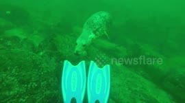 playing with a seal, farne isles october 2018