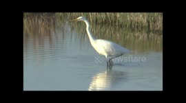 Three Great Egrets (or Great White Egrets) Ardea alba have recently taken up temporary residence at a site in Dorset. This film shows two of them. This stunning (very) long-necked heron is showing signs of becoming established in the UK as a breeding spec