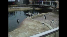 the penguins at Edinburgh zoo come and see the animals and all the other things to do